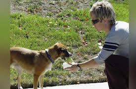 Prototype This! Season 1: Robo Dog Sitter