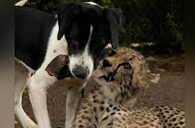 Amazing Animal Friends Season 1: Beast Buddies