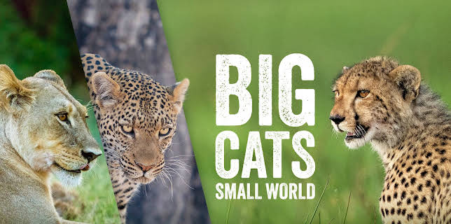 Big Cats, Small World, Season 1
