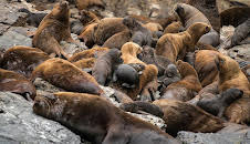 Documental La Corriente De Humboldt