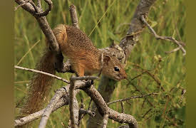 Africa's Wild Wonders: Tree Dwellers