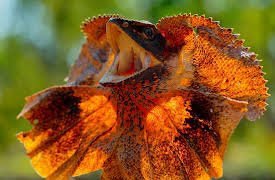 Tiny World: Rainforest