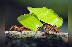 Secrets of the Rainforest: March of the Leafcutters