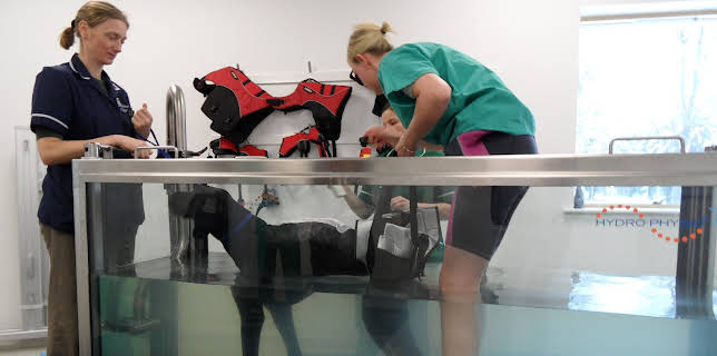 00:00: Animal ER (S1 E8) (S1) | Animal Planet | 1/5 2026