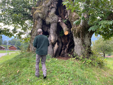 07:55: Die magische Welt der Bäume - Die Edelkastanie | 3SAT | 4/26 2026