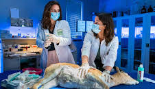 Tierärztin Dr. Mertens (S07/E03)