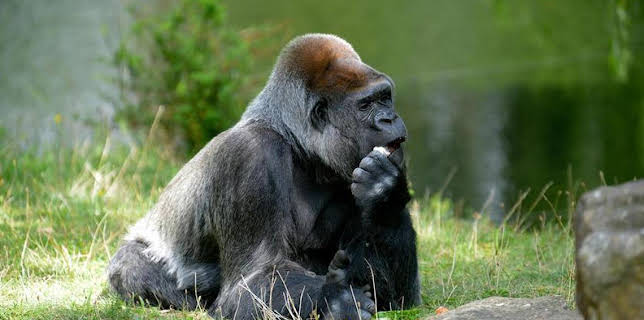 05:30: Panda, Gorilla und Co. | Das Erste | 12/7 2025