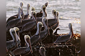 The Living Beach: California