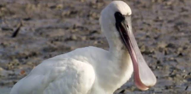 7:00 PM: Wild China | BBC Four | 2/23 2026