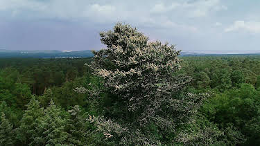 14:20: Die Zukunft des Waldes | BR Fernsehen | 4/6 2026