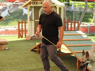 05:15: Cesar Millan: Better Human Better Dog - Bessere Menschen, bessere Hunde | Sixx | 8/2 2026