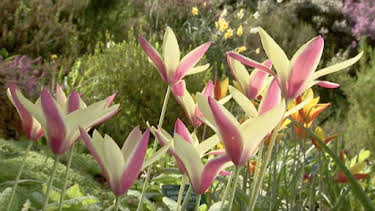 6:10 AM: The A to Z of TV Gardening | BBC Two | 8/23 2026