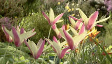 The A to Z of TV Gardening