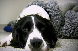 The Bionic Vet: Episode 4