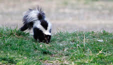 How Do Animals Do That? (S1 E34)