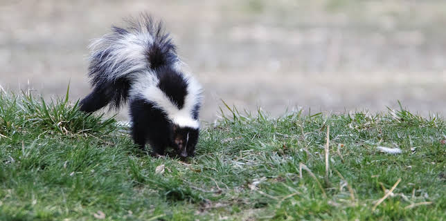 19:30: Dyrenes utrolige evner (S1 E34) (S1) | Animal Planet | 12/27 2025