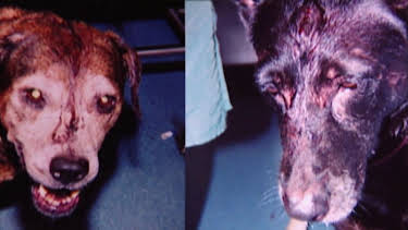 04:10: Medical Detectives - Geheimnisse der Gerichtsmedizin | VOX | 4/28 2026