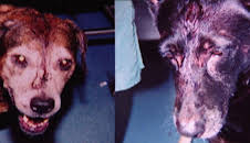 Medical Detectives - Geheimnisse der Gerichtsmedizin