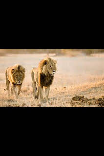 07:10: Savage Kingdom: Madre de leones | Nat Geo Wild | 10/12 2026