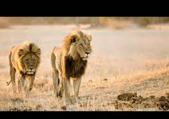 Savage Kingdom: Madre de leones
