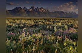 North America Season 1: Born to be Wild