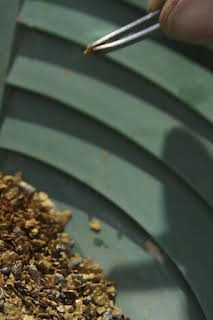 11:15: La fiebre del oro: Lingotes de oro y avemarías | Discovery | 4/7 2026