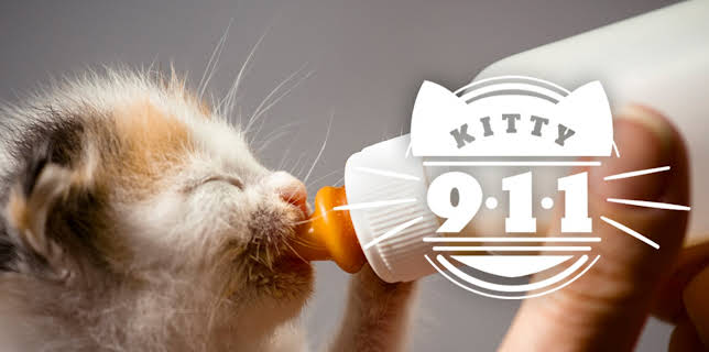 Kitty 911