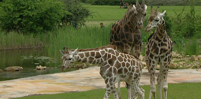 02:55: Elefant, Tiger & Co | MDR Fernsehen | 2/13 2026