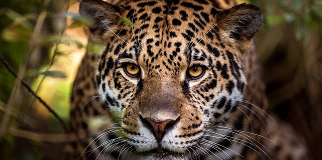 18:10: Jonahs dyreverden: Jaguar | NRK Tegnspraak | 1/31 2026