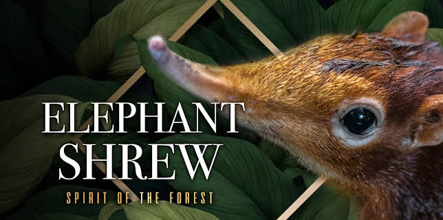 Elephant Shrew Spirit Of The Forest (2021)