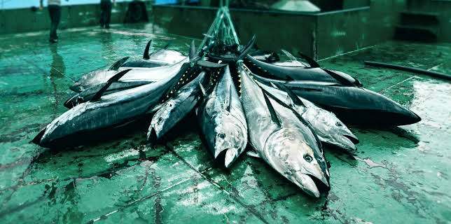 06:35: Eco Crimes - Auf der Jagd nach den Piratenfischern (1/3) | HR Fernsehen | 11/10 2025