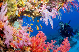 Oceanography: Exploring Earth's Final Wilderness: Diving In—The Ocean Adventure