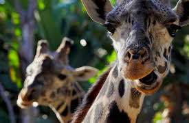 Animal DNA: On Safari