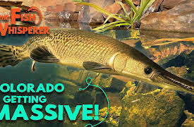 The Fish Whisperer: Colorado is Getting Massive!