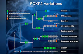 Unlocking the Hidden History of DNA: How DNA Controls Itself and Shapes Our Culture