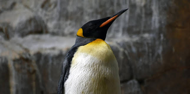 16:10: Leopard, Seebär & Co. (167) | Das Erste | 1/20 2026