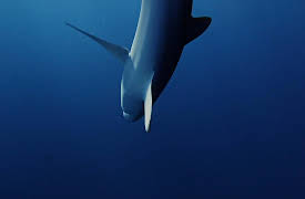 Cuba, A Paradise on the Brink: The Green Island