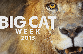 Big Cat Week 2015: Lakeshore Killers