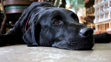 06:00: Salvage Dawgs (S2 E9) (S2) | Discovery Channel | 4/3 2026