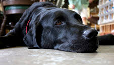 Salvage Dawgs (S2 E9)