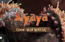 Siyaya – Come Wild With Us: Surfing Snails
