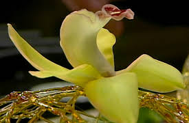 The Complete Pépin, Season 1: Dessert Essentials II