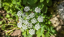 Schnittgut. Alles aus dem Garten