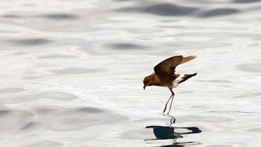 18:35: Den Sturmschwalben hinterher | Arte | 4/24 2026