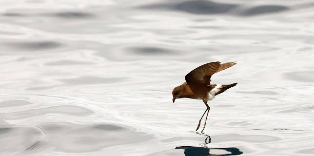 10:25: Den Sturmschwalben hinterher | Arte | 1/27 2026