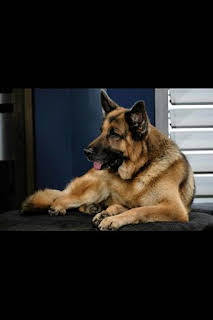 09:22: Hudson y Rex (T5): Ep.15 Orientación norte | Calle 13 | 3/27 2026