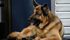 Hudson y Rex (T5): Ep.15 Orientación norte