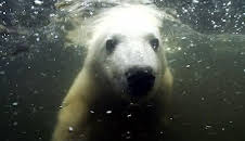 Panda, Gorilla & Co. (70)