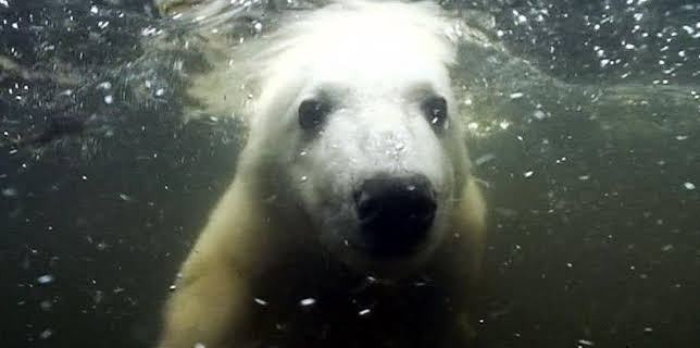 17:05: Panda, Gorilla & Co. (70) | RBB Fernsehen | 2/12 2026