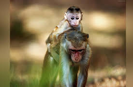 Monkey Island: A Mother's Tale